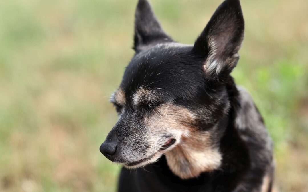 „Zwierzaki potrzebują fajnej paki!”