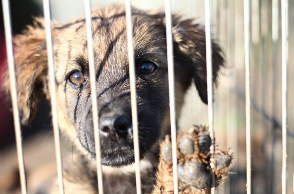 Artyści na pomoc pupilom!