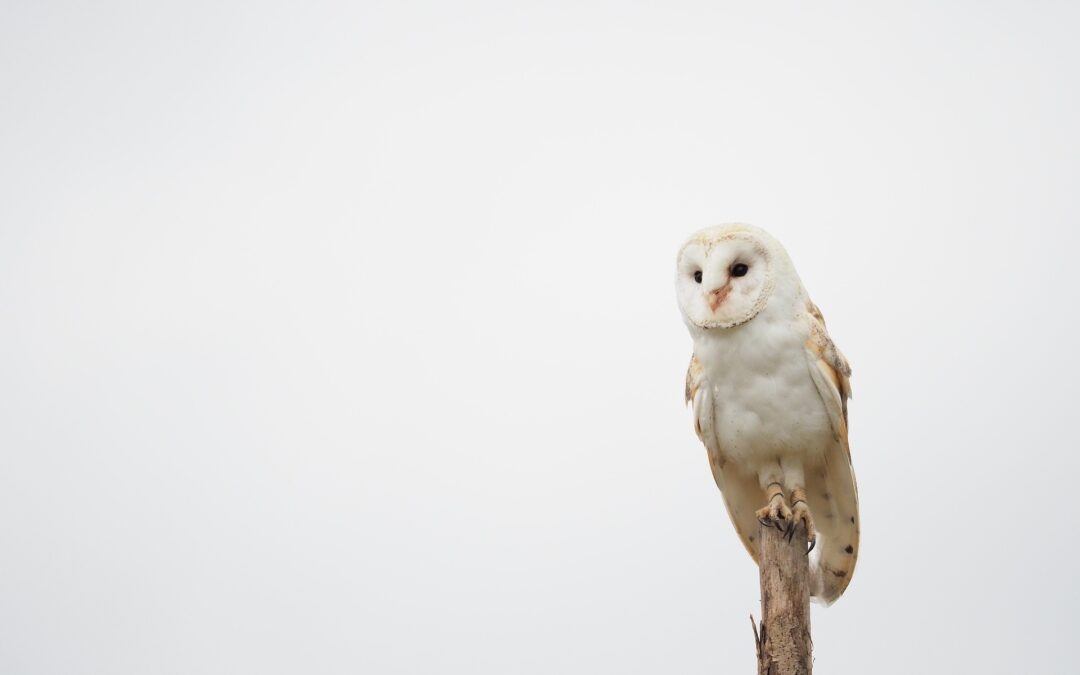 „Wieczór sów” – niesamowite spotkanie